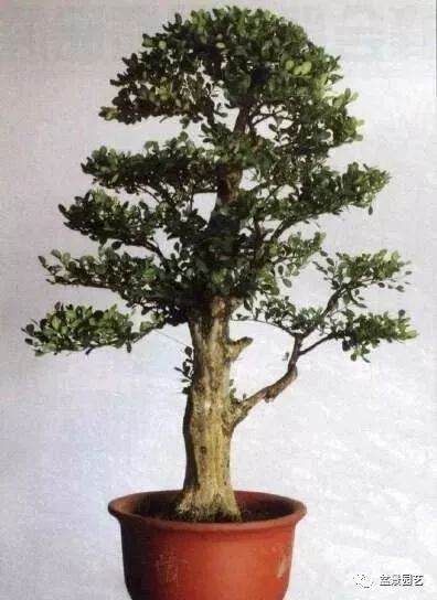 黄杨盆景的造型谈5点做法