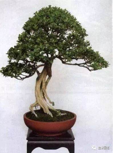 黄杨盆景的造型谈5点做法