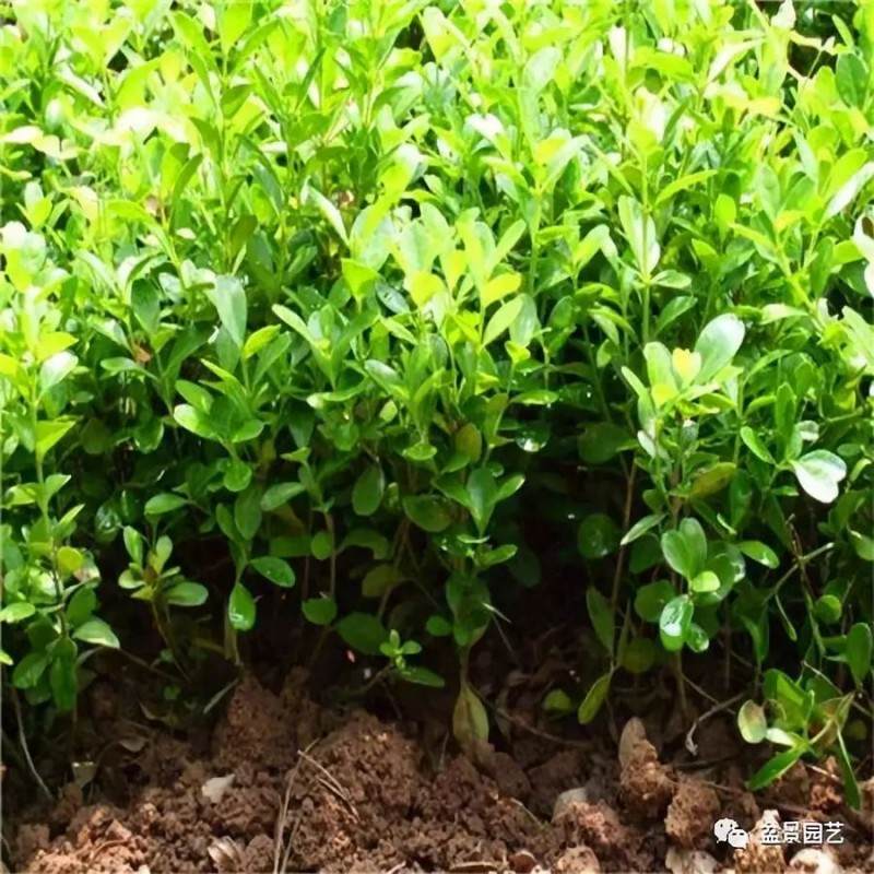 黄杨盆景在冬季的养护管理