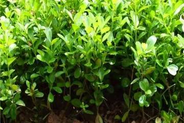 黄杨盆景在冬季的养护管理