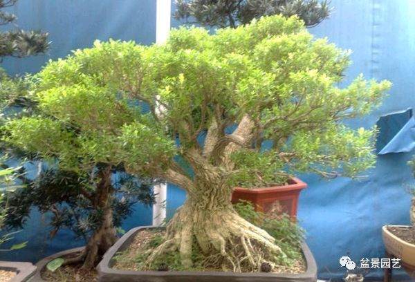 黄杨盆景是一年四季常绿的植物