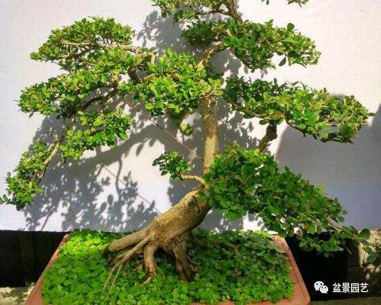 黄杨盆景是一年四季常绿的植物