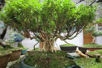 小黄杨盆景在冬天的3个养护注意事项