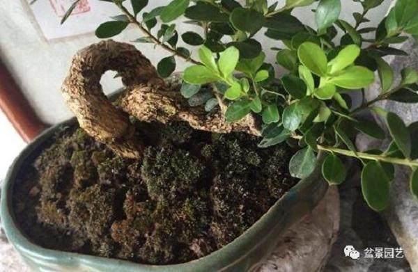 黄杨盆景冬天怎么养 3个方法让小黄杨安然过冬