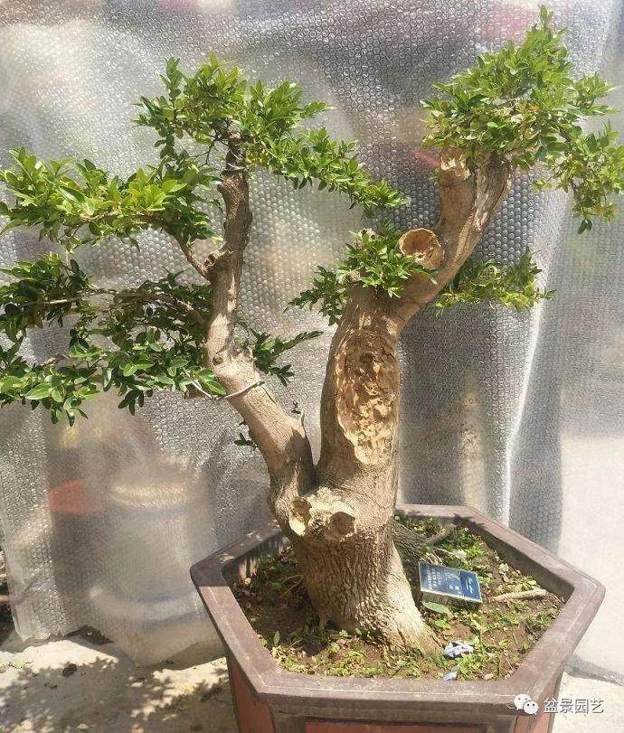 让黄杨盆景的价值升3倍的简单方法