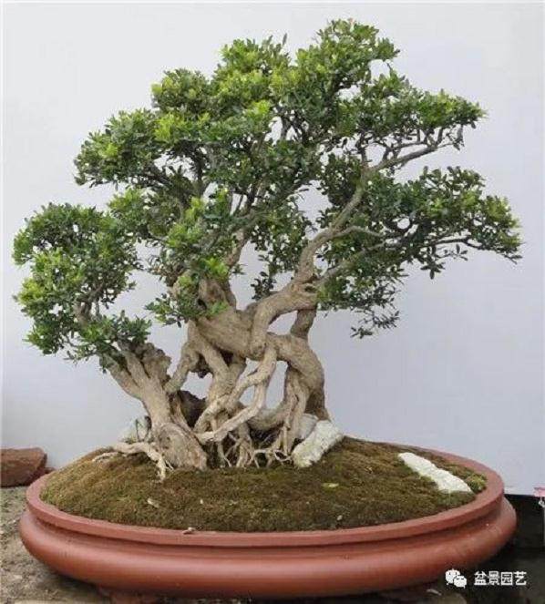 黄杨盆景发生肥害 一般是在施肥不当 怎么办？