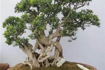 黄杨盆景发生肥害 一般是在施肥不当 怎么办