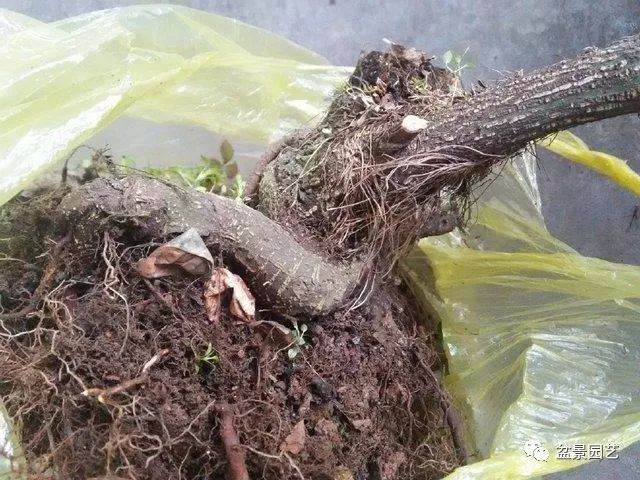 学好这3招 黄杨盆景长得高