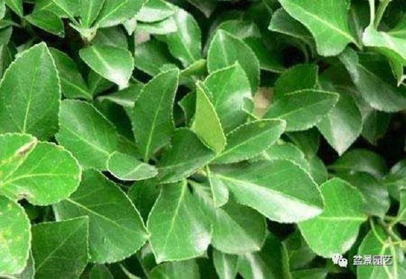 大叶黄杨盆景的功效和作用