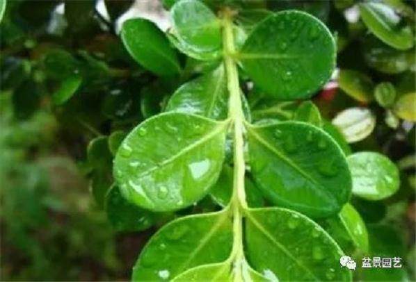 大叶黄杨盆景的功效和作用