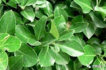 大叶黄杨盆景的功效和作用