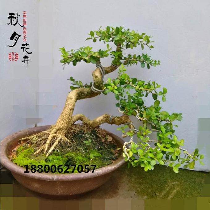 黄杨盆景的养殖方法和注意事项