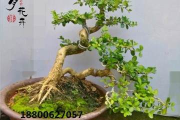 秋季黄杨盆景的养殖方法和注意事项