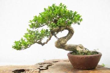 刚爆芽的黄杨盆景怎么施肥的5个步骤