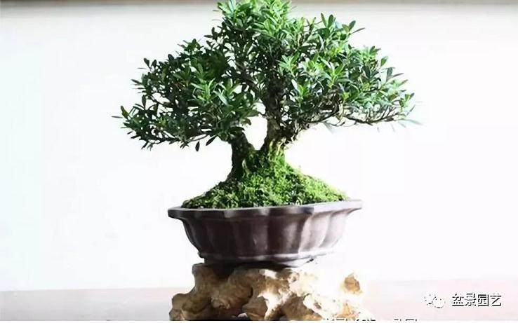 图解 雀舌黄杨盆景的修剪造型过程