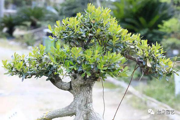 图解 雀舌黄杨盆景的修剪造型过程