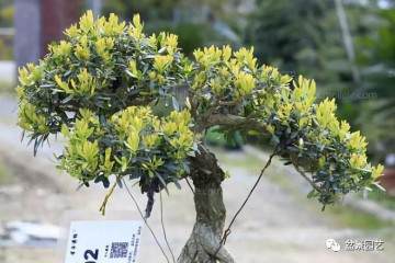 图解 雀舌黄杨盆景生根后怎么修剪造型