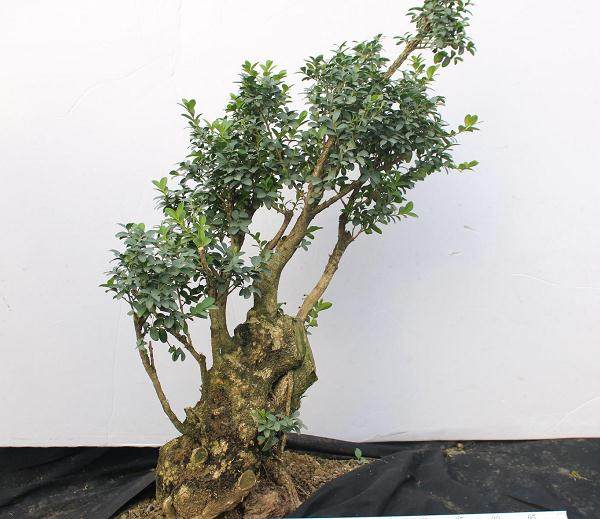 养殖黄杨盆景的6个方法