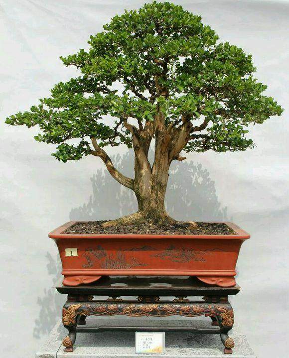 黄杨盆景叶子发黄的4个原因