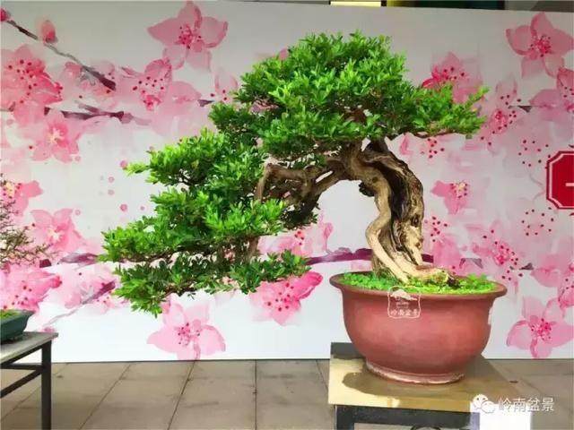 黄杨盆景叶子发黄怎么办?调整光照和水分