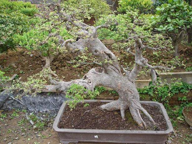 绿化带里的黄杨千年矮植物 做成盆景 价值过万