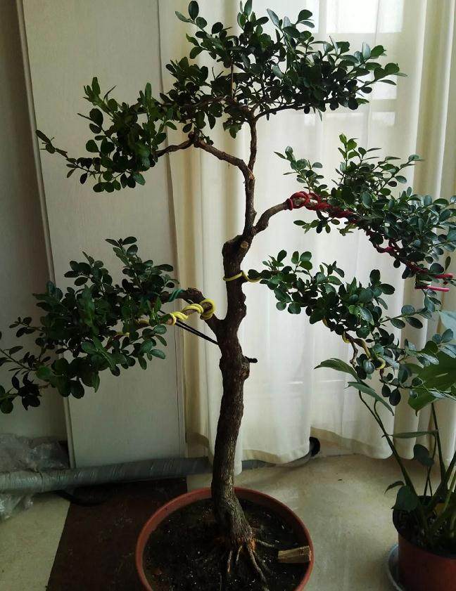 图解 黄杨盆景的造型全程 10幅