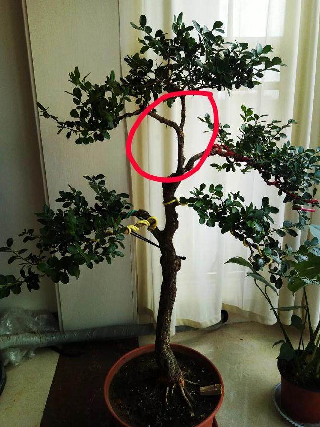 图解 黄杨盆景的造型全程 10幅