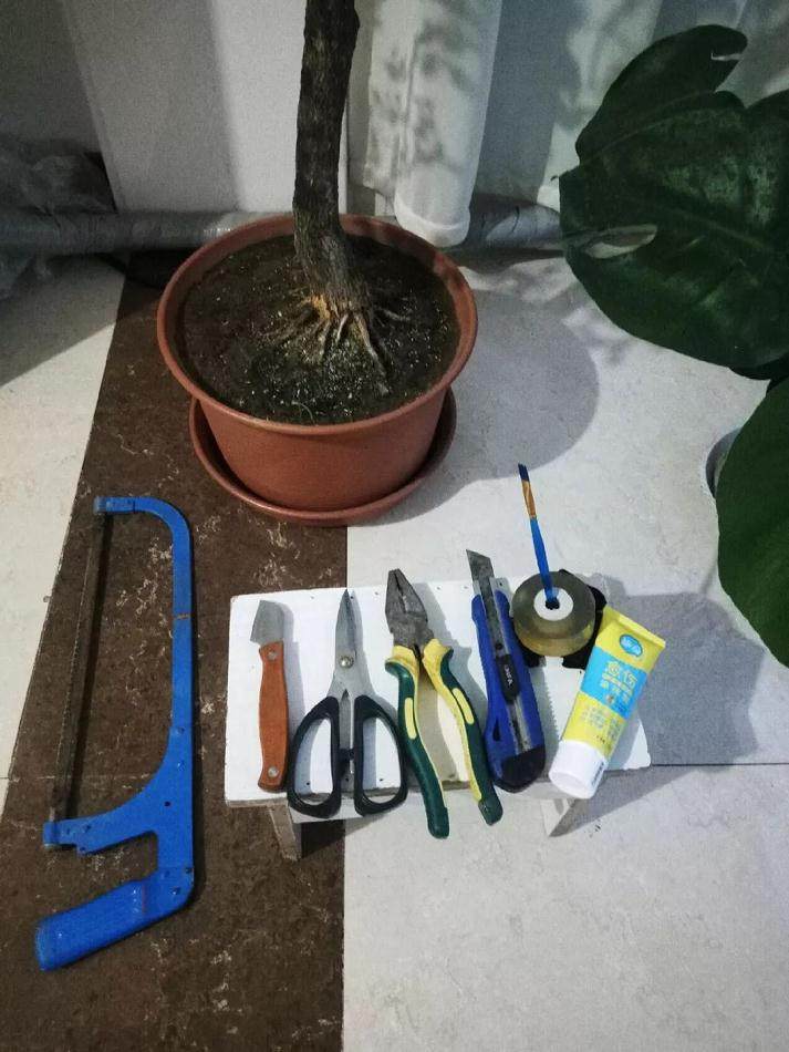 图解 黄杨盆景的造型全程 10幅