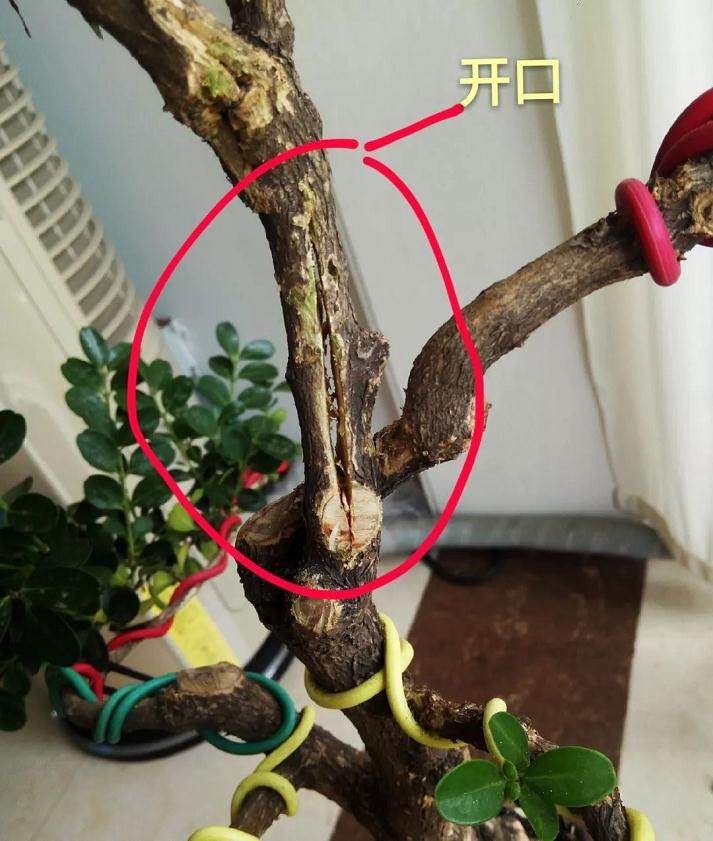 图解 黄杨盆景的造型全程 10幅