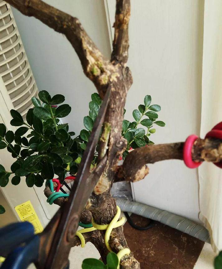 图解 黄杨盆景的造型全程 10幅