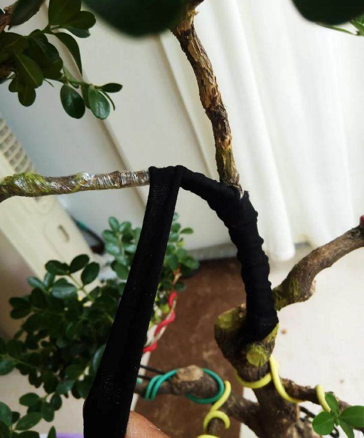 图解 黄杨盆景的造型全程 10幅