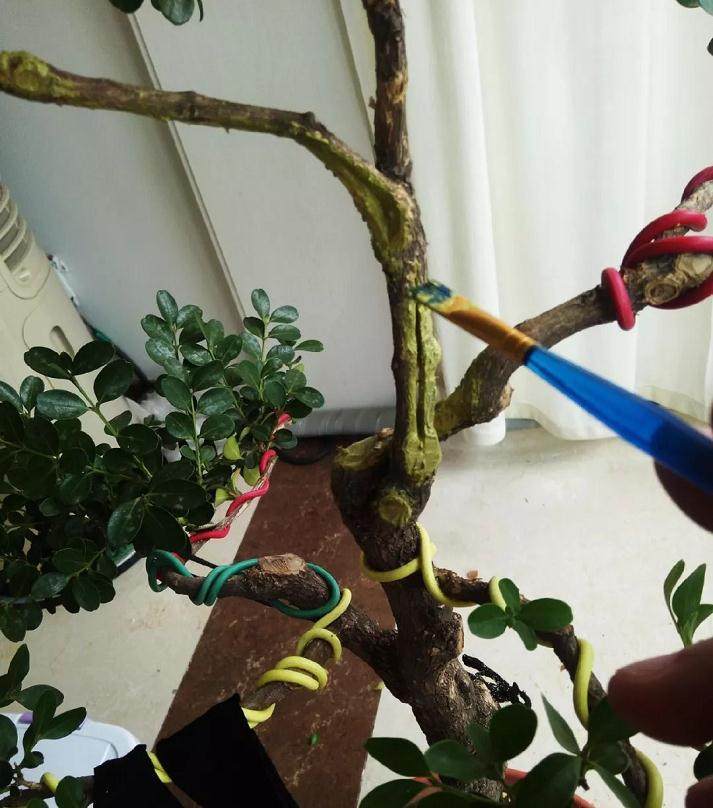 图解 黄杨盆景的造型全程 10幅