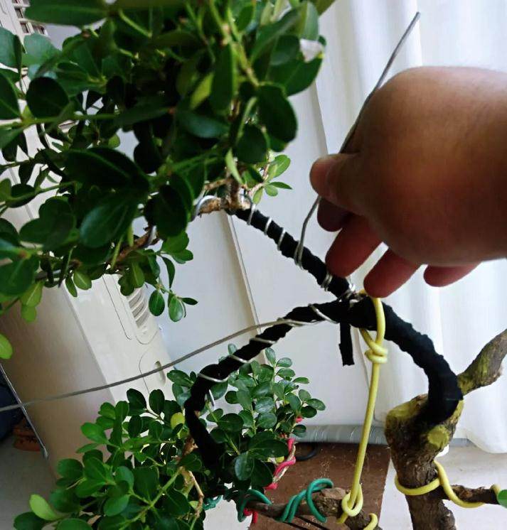 图解 黄杨盆景的造型全程 10幅