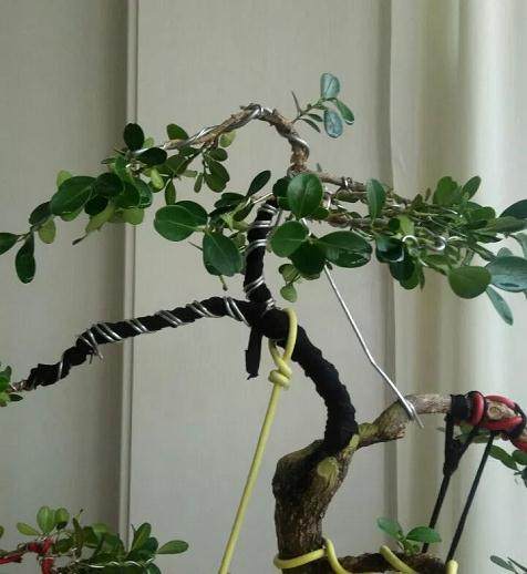 图解 黄杨盆景的造型全程 10幅