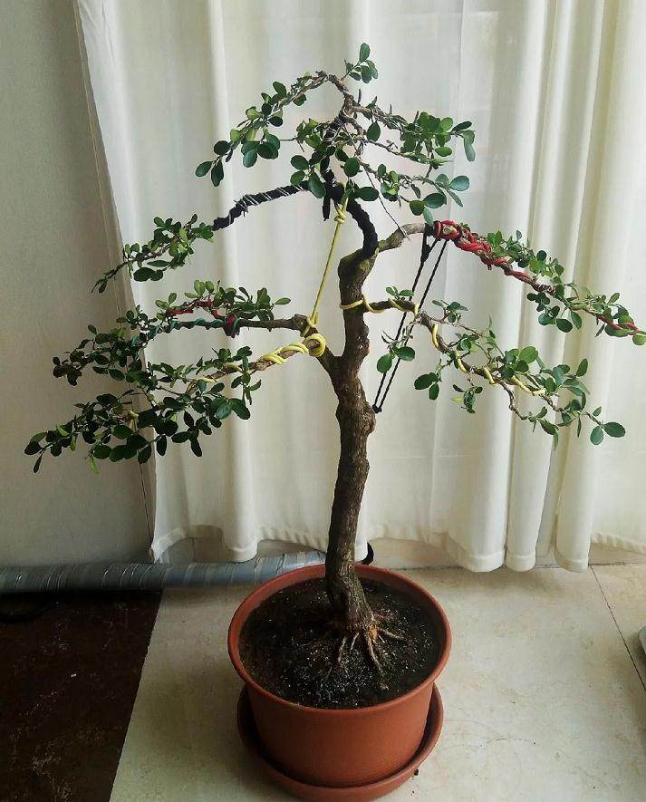 图解 黄杨盆景的造型全程 10幅