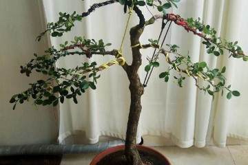 图解 瓜子黄杨盆景怎么嫁接造型的方法