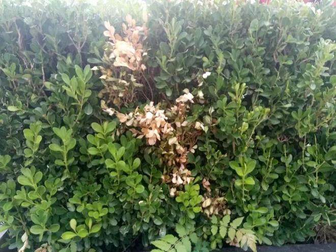 黄杨盆景多发病害和虫害都有哪些?