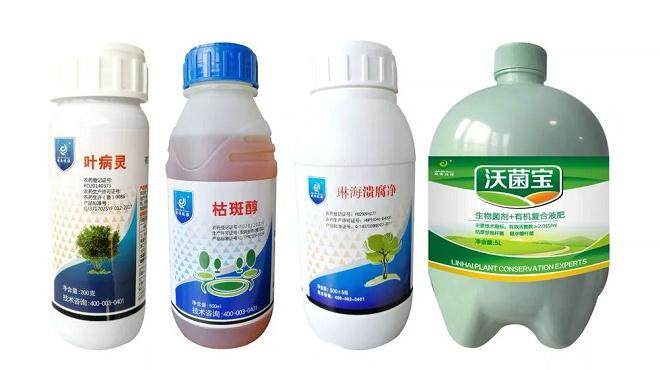 黄杨盆景多发病害和虫害都有哪些?