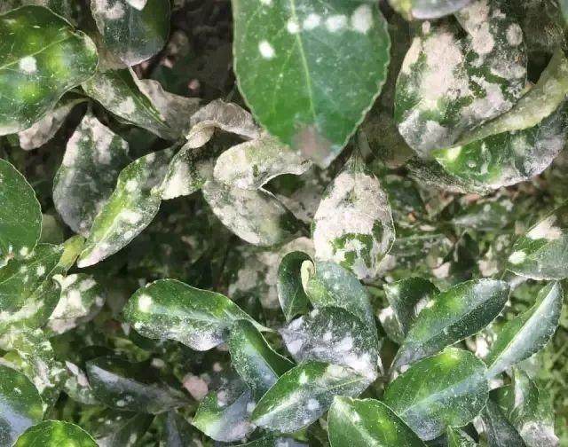 大叶黄杨盆景多发病害和虫害都有哪些