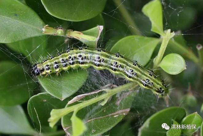 用捕杀净防止黄杨盆景绢野螟 效果很好