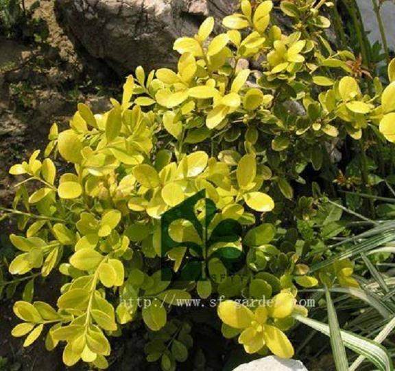 黄杨盆景的枯萎病防治办法