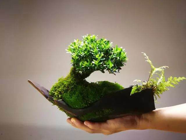 实用篇——黄杨盆景的日常管理养护