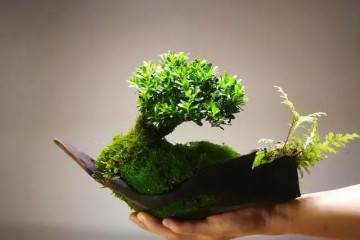 黄杨盆景怎么日常管理养护的3个方法