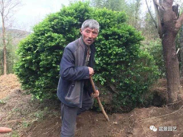 一棵百年黄杨下山桩卖200元 大爷还白搭一天工