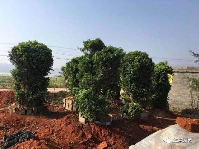 一棵百年黄杨下山桩卖200元 大爷还白搭一天工