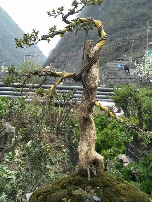 一棵黄杨盆景制作10年 价值3000元 但不卖