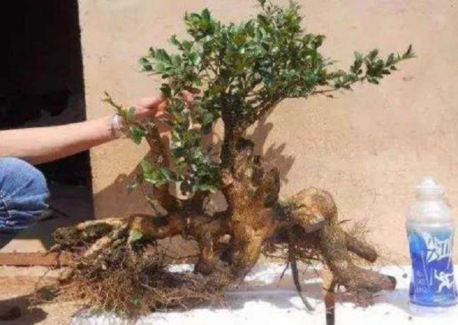 养护黄杨下山桩的7个细节