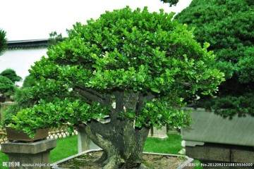 大叶黄杨老桩盆景怎样嫁接设计的5个方法