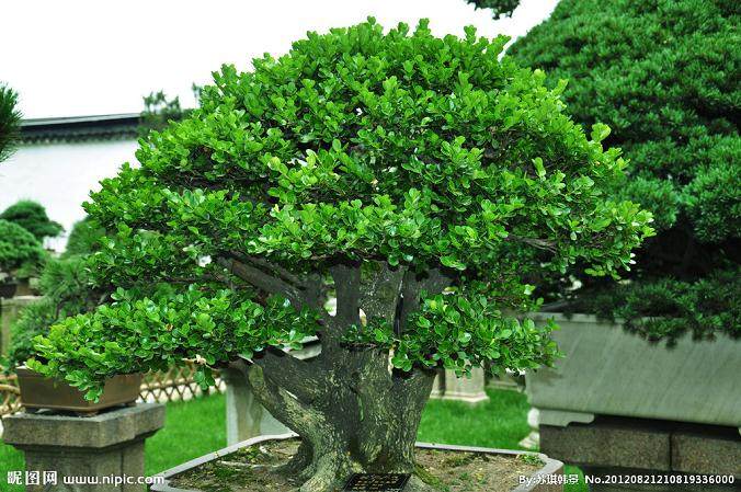 黄杨盆景在夏季移栽的6个注意事项