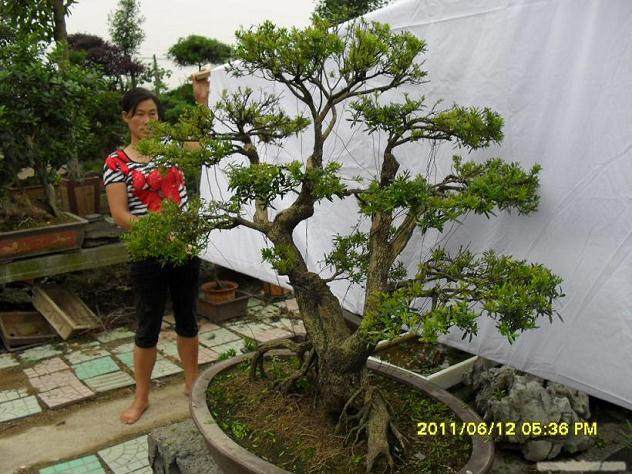 黄杨盆景在夏季移栽的6个注意事项